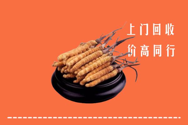 高价求购：古浪县回收散虫草